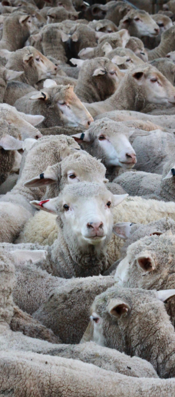 SetWidth600-flock-of-sheep2